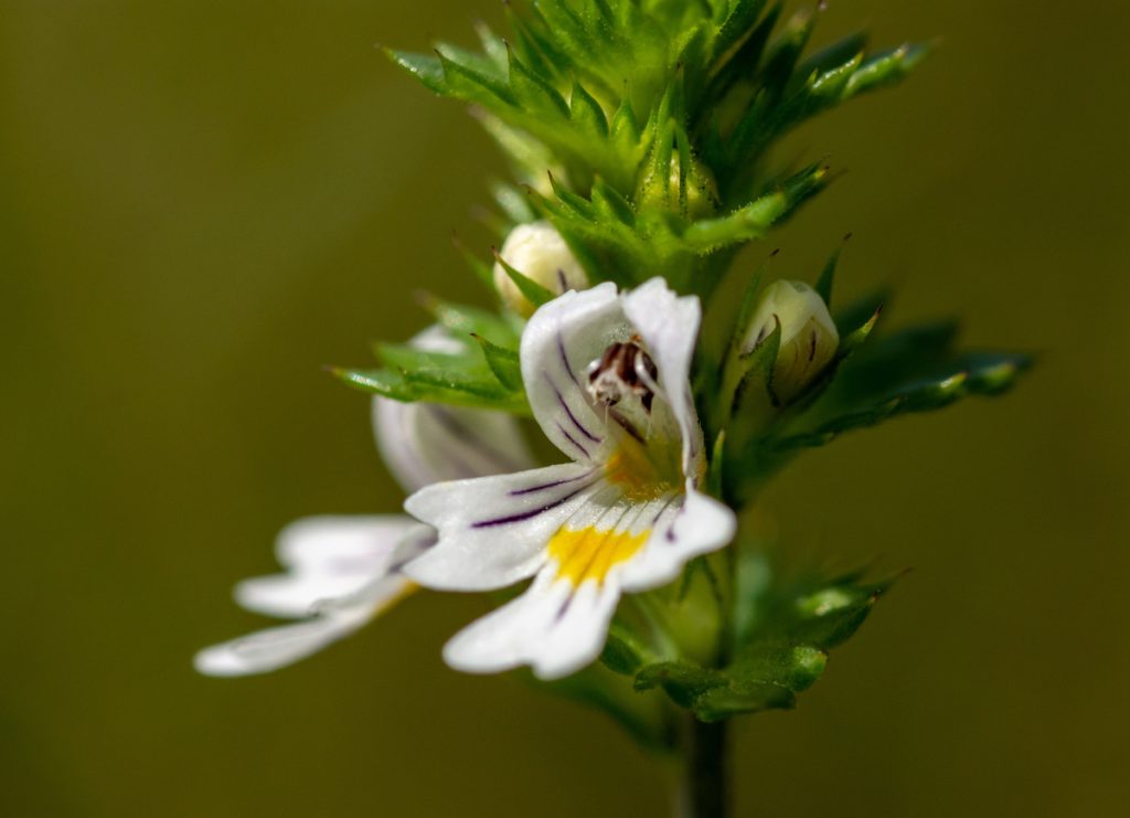 Eufrasia