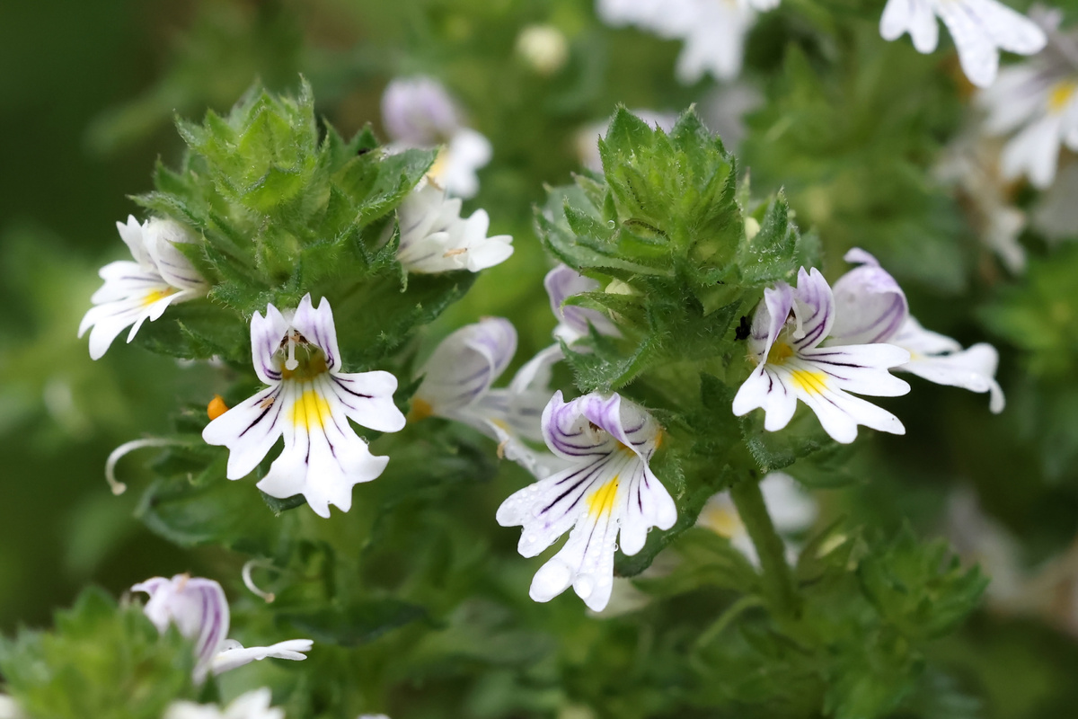 Eufrasia