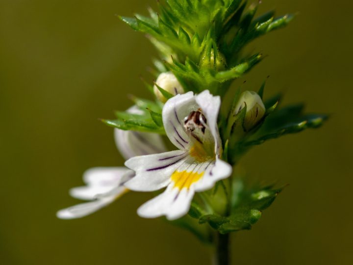 Eufrasia: benefici ed utilizzi