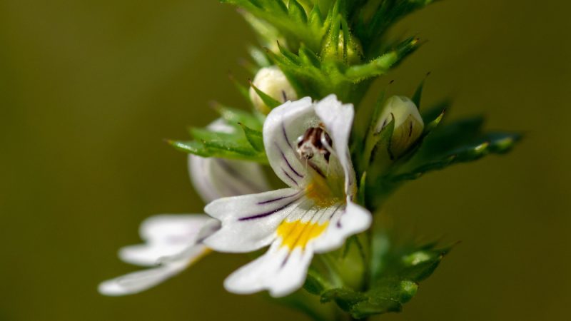Eufrasia: benefici ed utilizzi