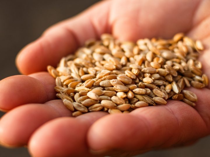 Il farro fa ingrassare? Tutti i consigli per una dieta equilibrata