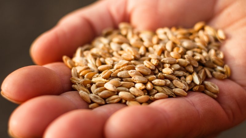 Il farro fa ingrassare? Tutti i consigli per una dieta equilibrata
