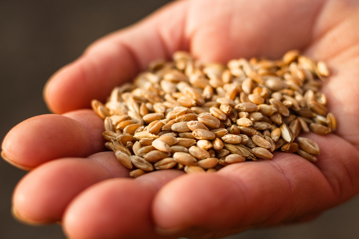 Il farro fa ingrassare? Tutti i consigli per una dieta equilibrata