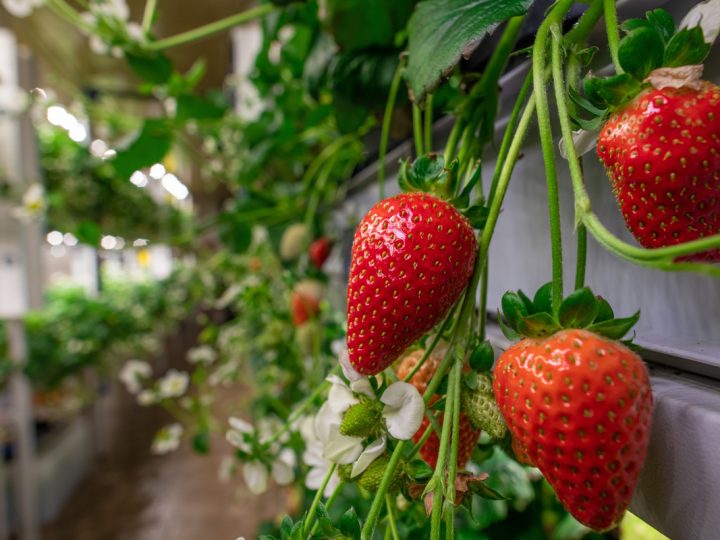 Fragola: benefici e utilizzi