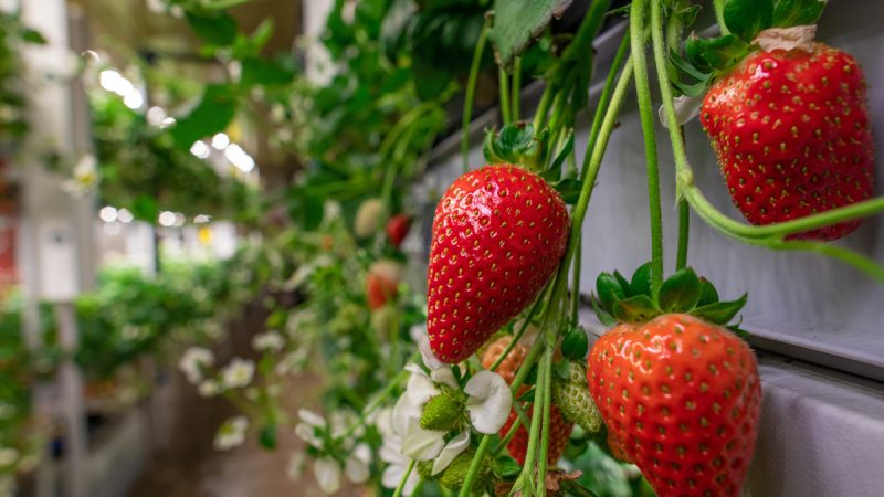 Fragola: benefici e utilizzi