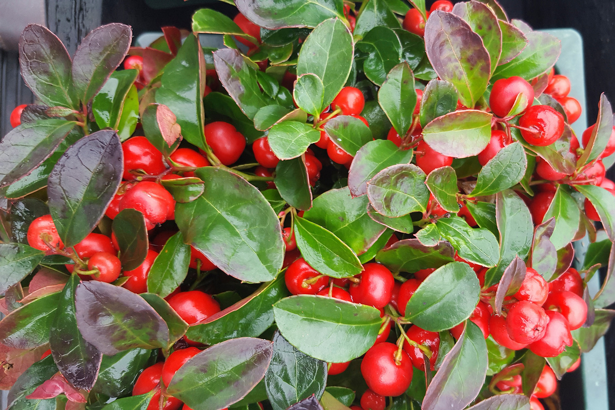 Gaultheria