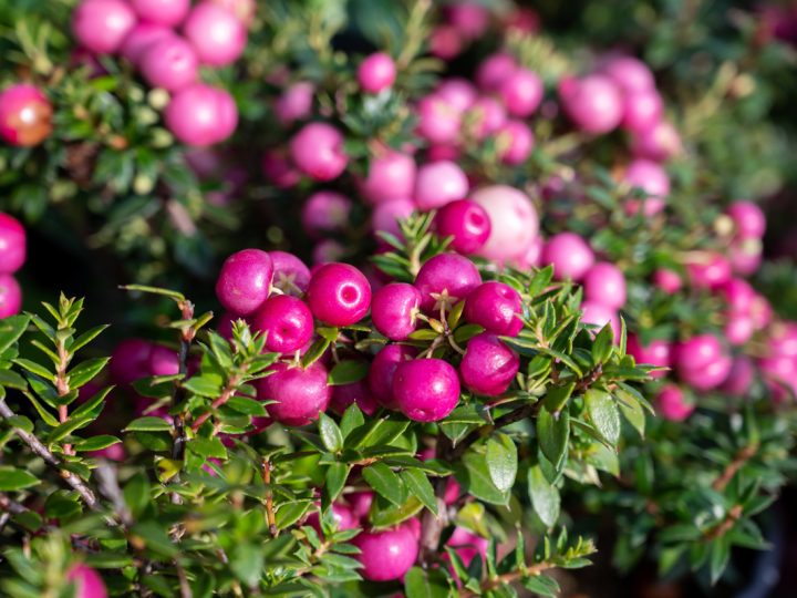 Gaultheria: benefici ed utilizzi della pianta