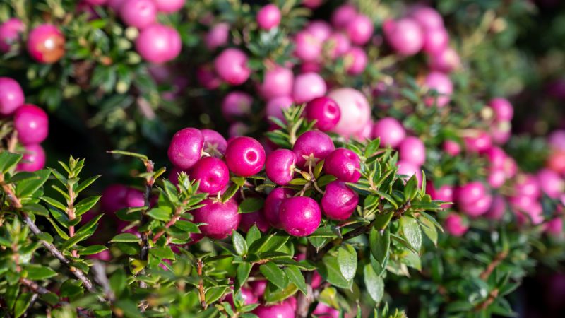 Gaultheria: benefici ed utilizzi della pianta