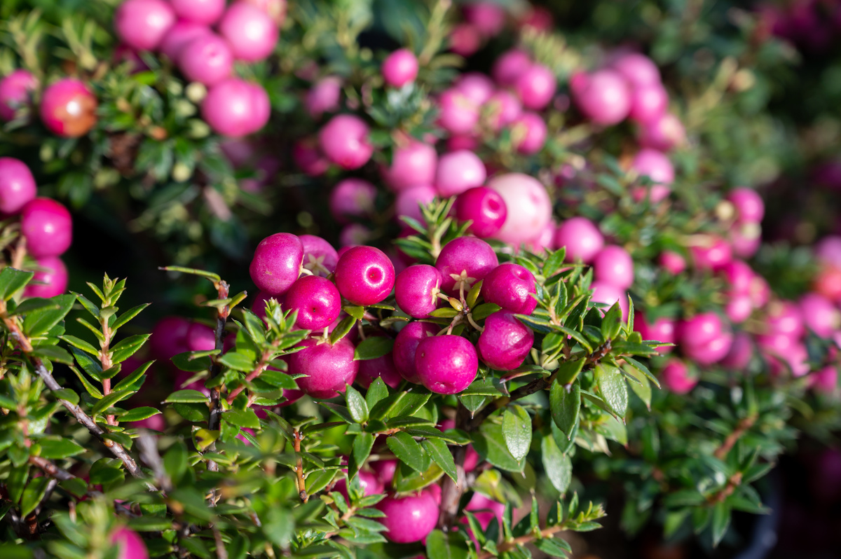 Gaultheria: benefici ed utilizzi della pianta