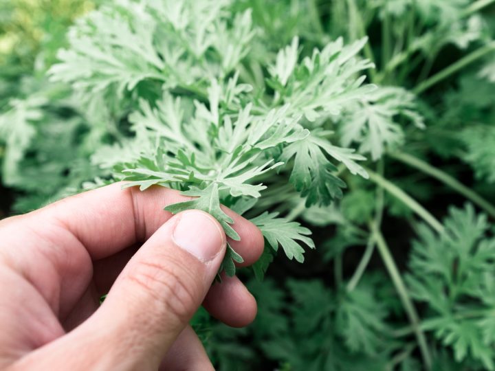 Genepì: benefici ed utilizzi di questa pianta