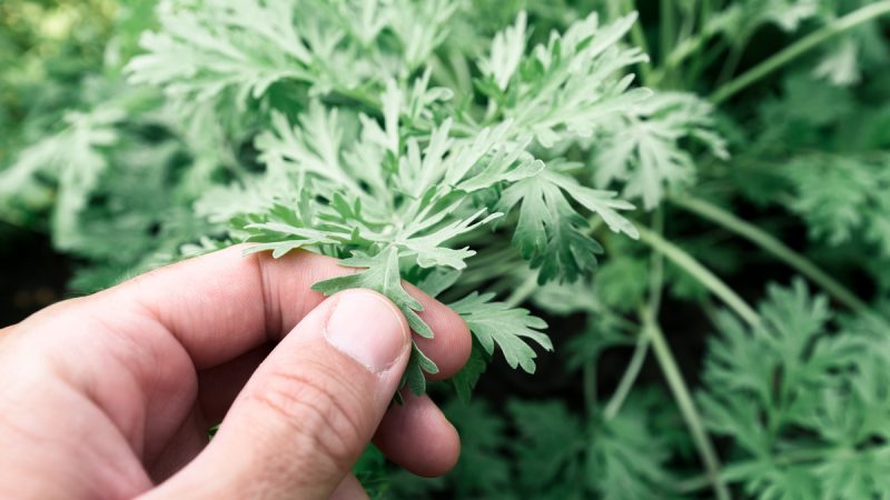 Genepì: benefici ed utilizzi di questa pianta