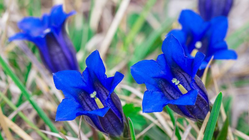 Genzianella: benefici ed utilizzi
