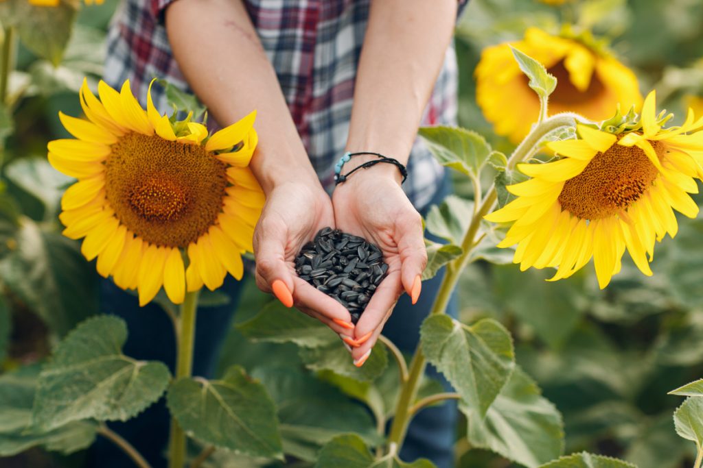 Girasole