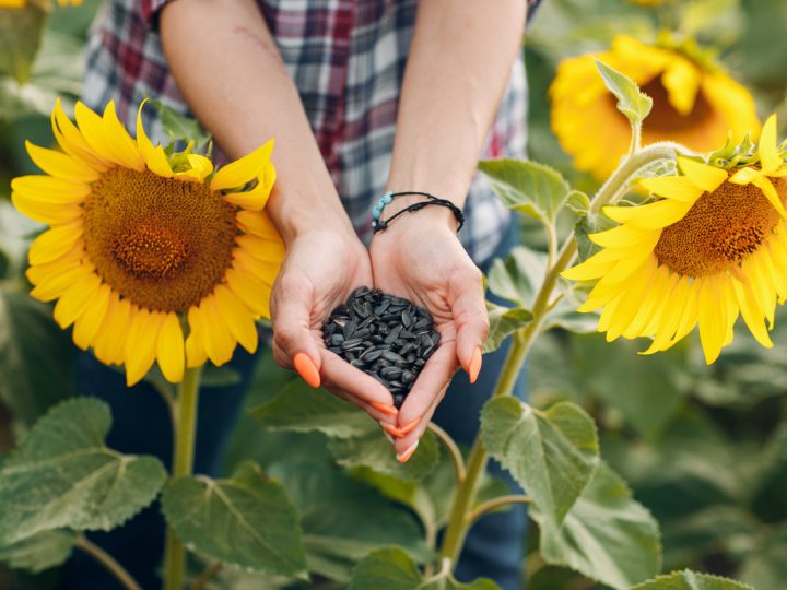 Girasole: benefici ed utilizzi