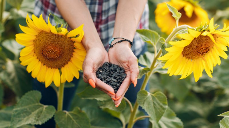 Girasole: benefici ed utilizzi
