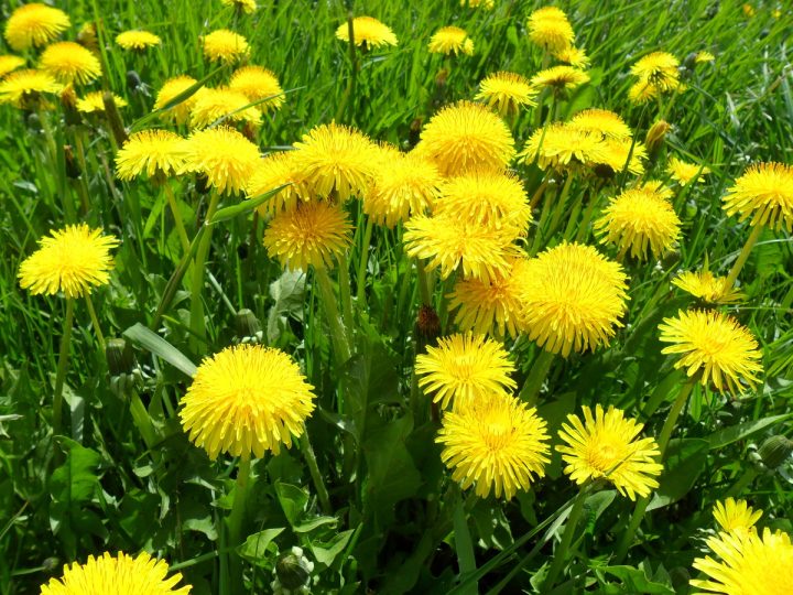 Grespino: benefici ed utilizzi dell’erba