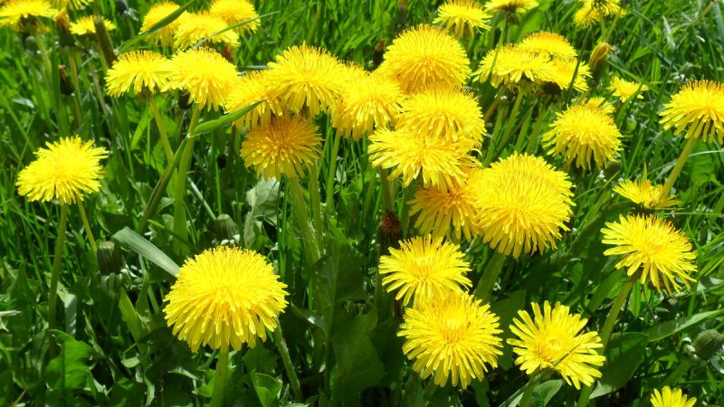 Grespino: benefici ed utilizzi dell’erba