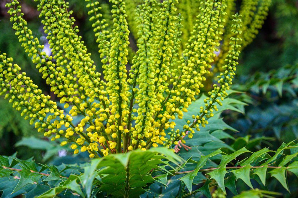 Mahonia