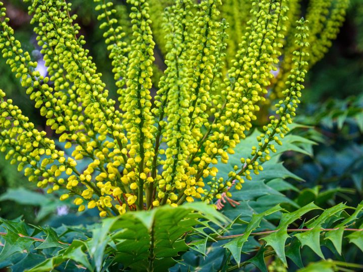 Mahonia: benefici ed utilizzi