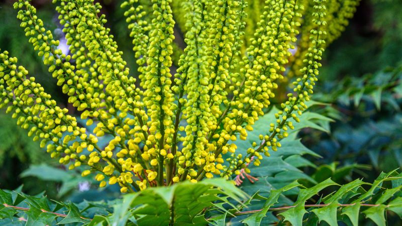 Mahonia: benefici ed utilizzi