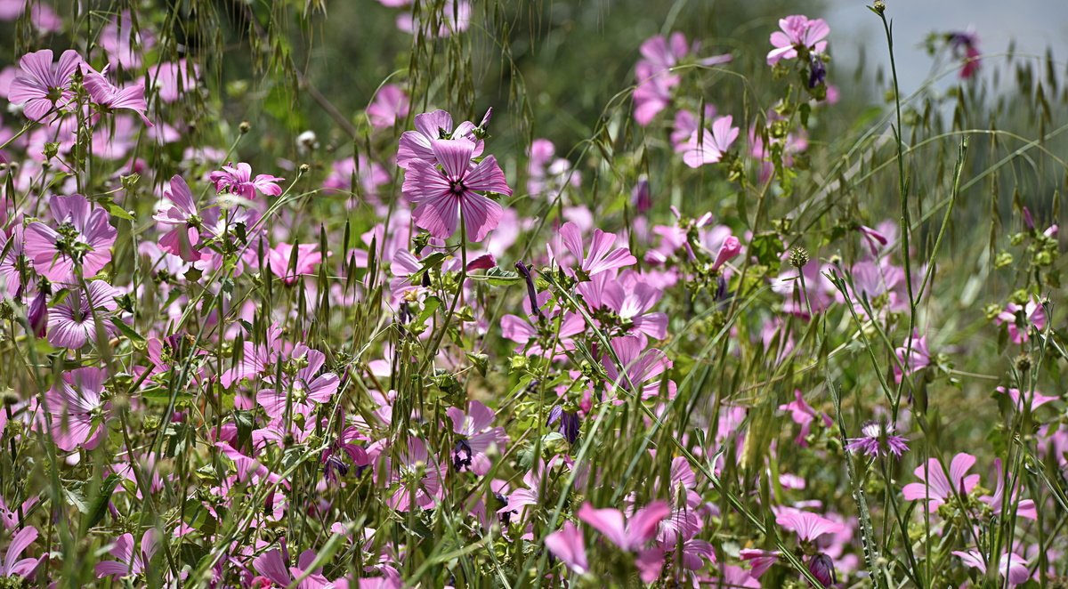 Malva