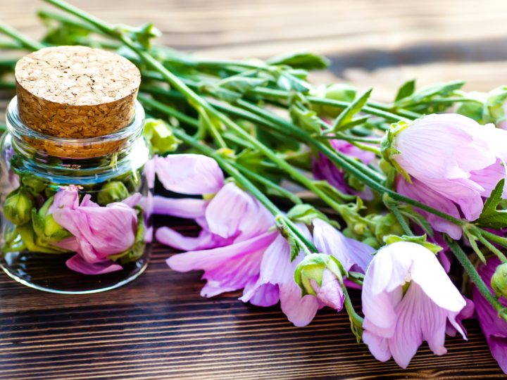 Malva: benefici e utilizzi