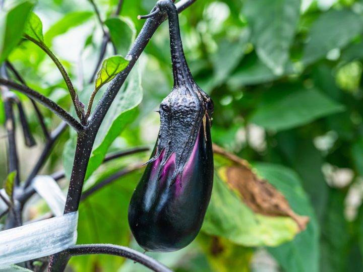 Melanzana: benefici ed utilizzi