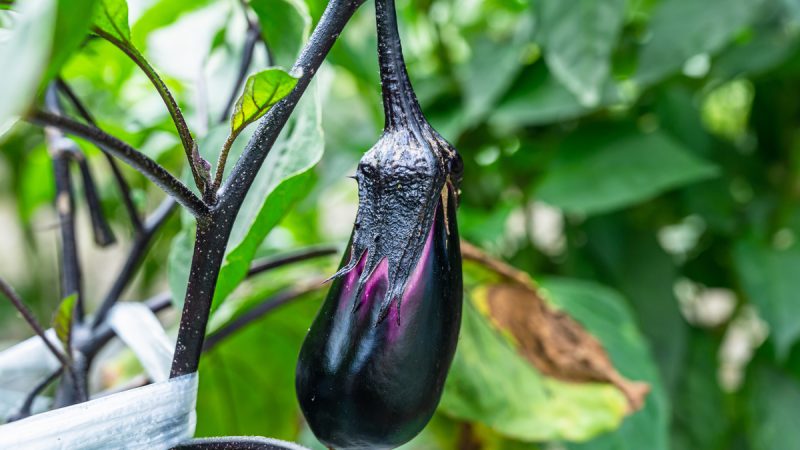 Melanzana: benefici ed utilizzi