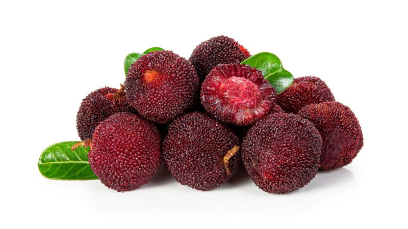 Myrica: benefici e utilizzi dell’erba