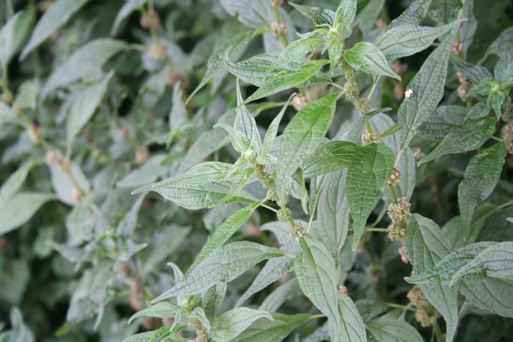 Parietaria