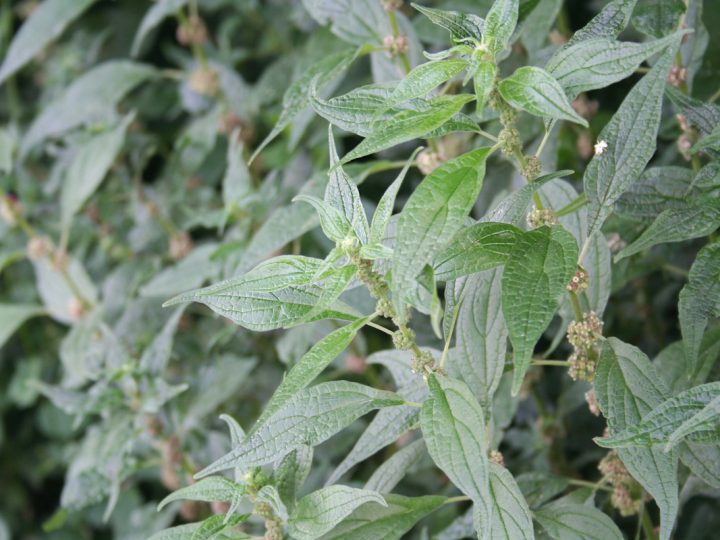 Parietaria: benefici ed utilizzi