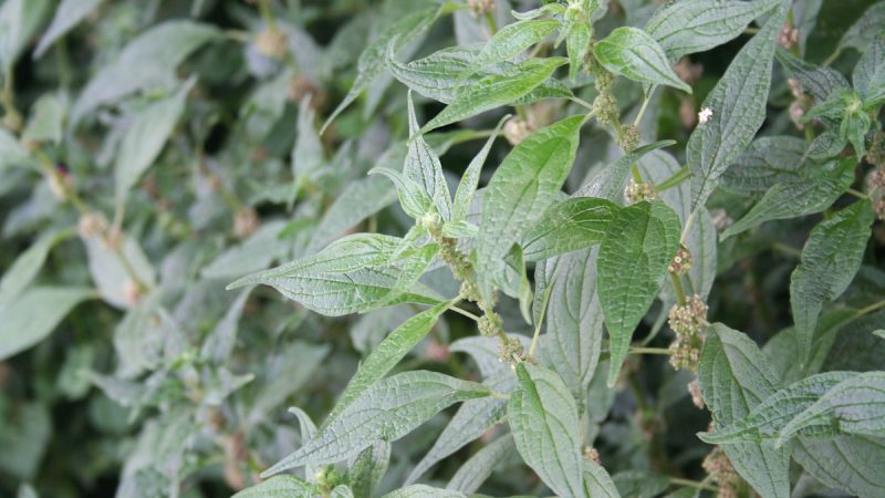 Parietaria: benefici ed utilizzi