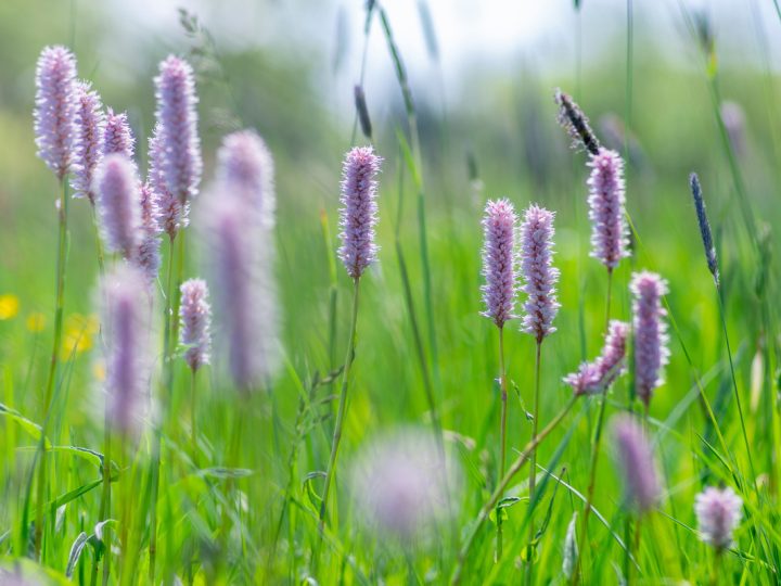 Persicaria Selvaggia: benefici ed utilizzi