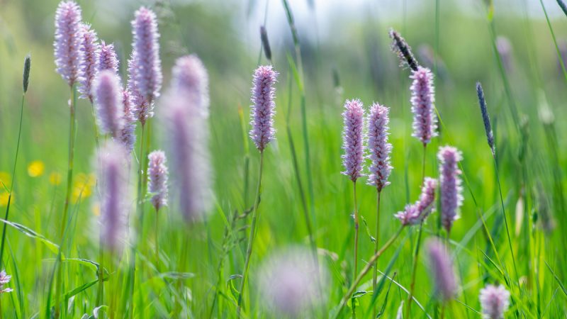 Persicaria Selvaggia: benefici ed utilizzi