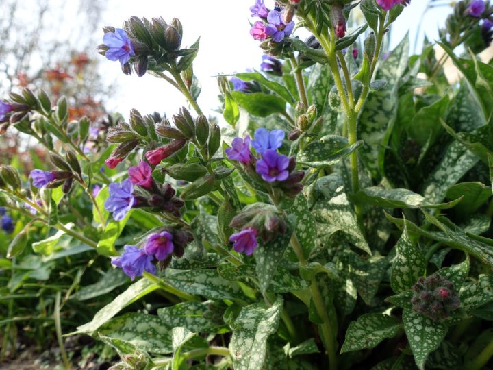 Polmonaria: benefici ed utilizzi dell’erba