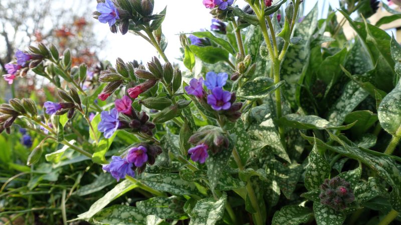 Polmonaria: benefici ed utilizzi dell’erba