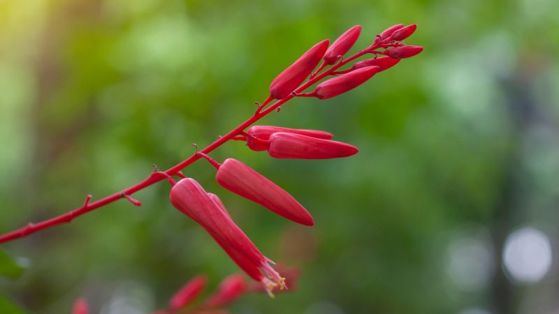 Quassia: benefici ed utilizzi