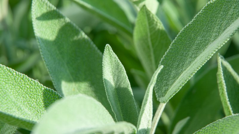 Salvia Officinale: benefici e utilizzi