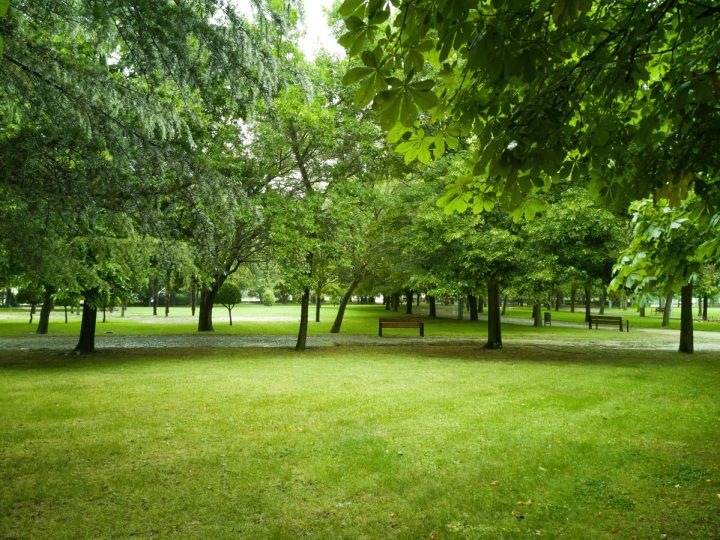 Saponaria: benefici ed utilizzi