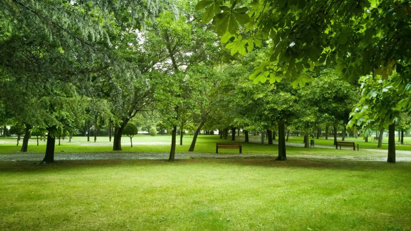 Saponaria: benefici ed utilizzi
