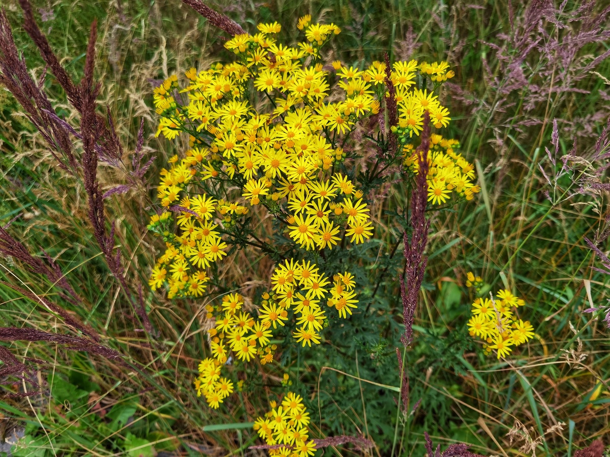 Senecione