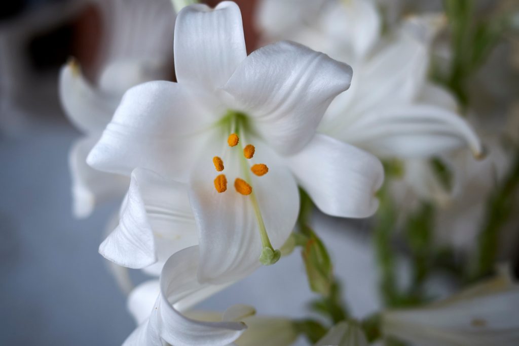 Aletris Farinosa