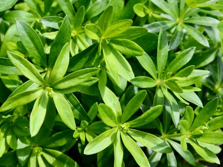 Asperula: benefici ed utilizzi