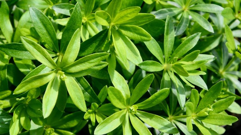 Asperula: benefici ed utilizzi