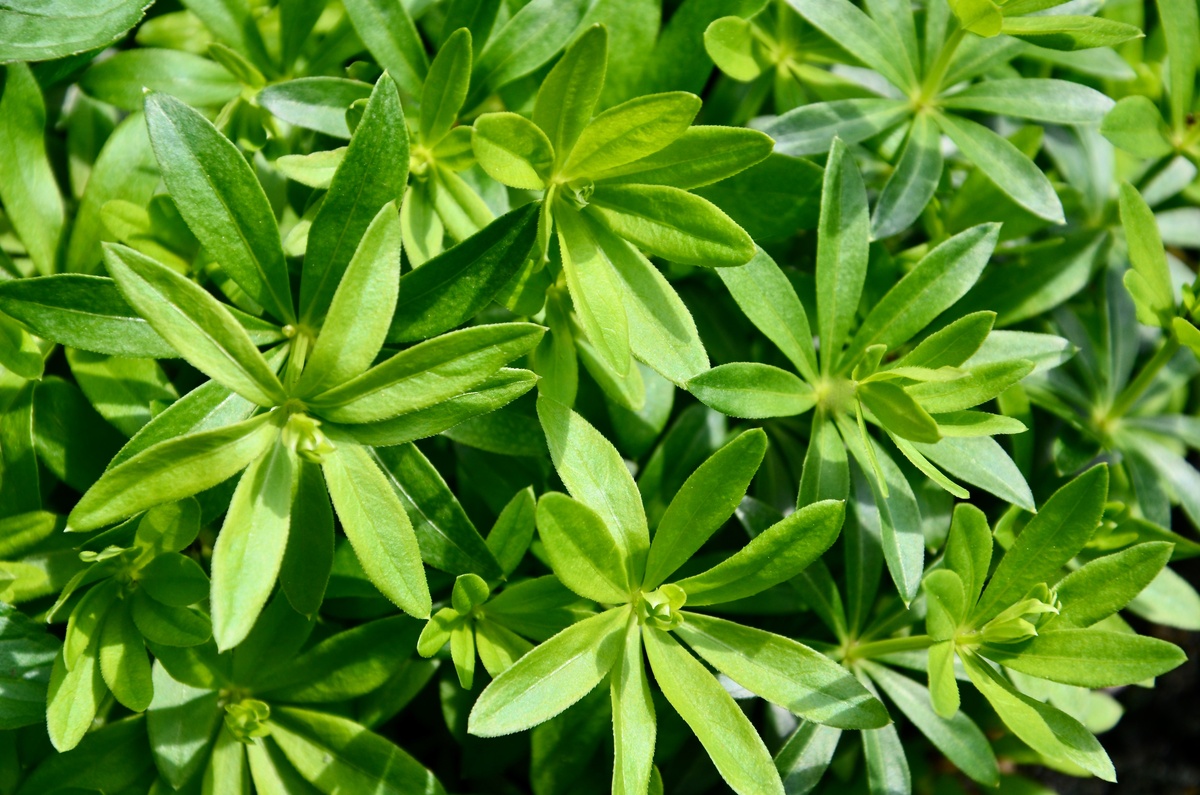 Asperula: benefici ed utilizzi