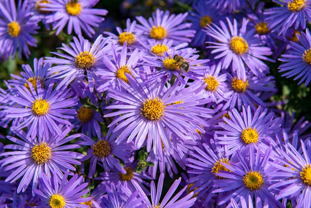 Aster