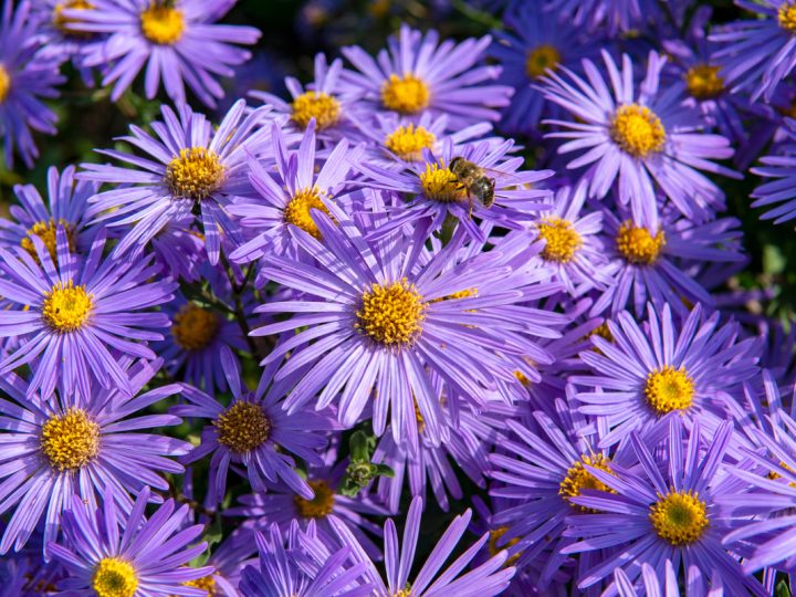 Aster: utilizzi della pianta antinfiammatoria