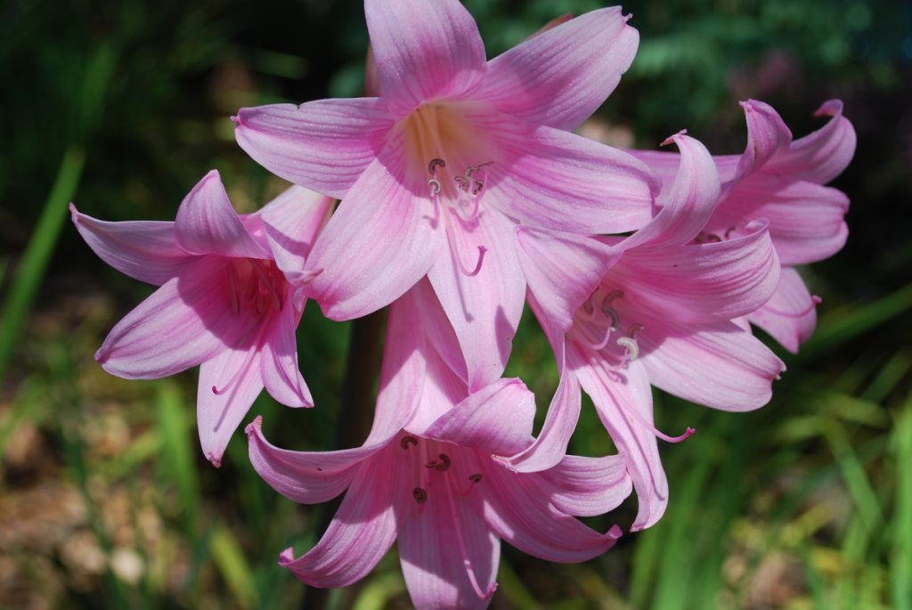 Belladonna