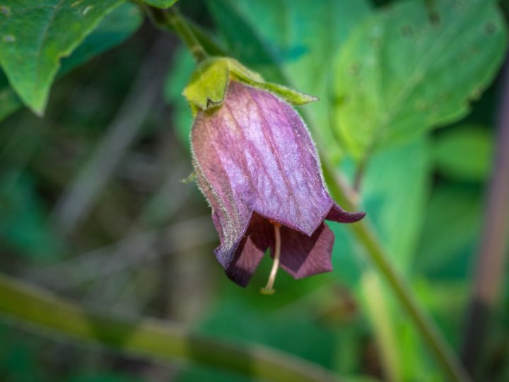 Belladonna: benefici ed utilizzi