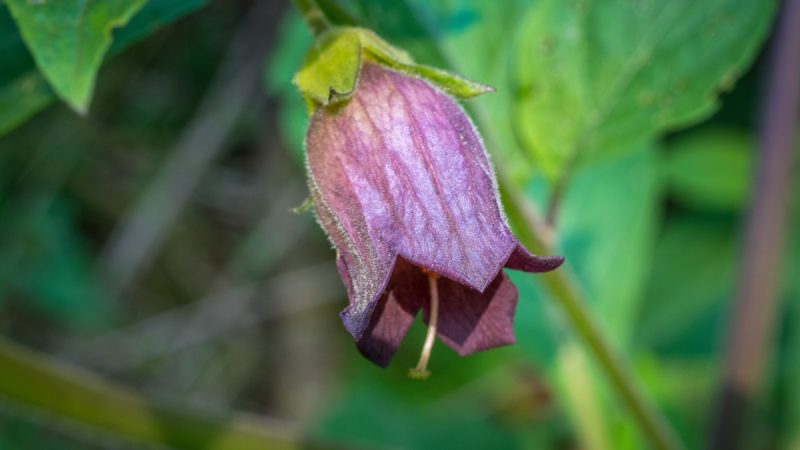 Belladonna: benefici ed utilizzi
